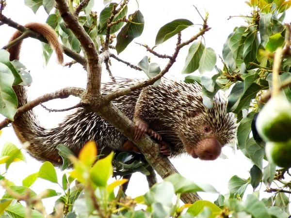 10 giống loài mới được phát hiện trong năm 2013 ảnh 8